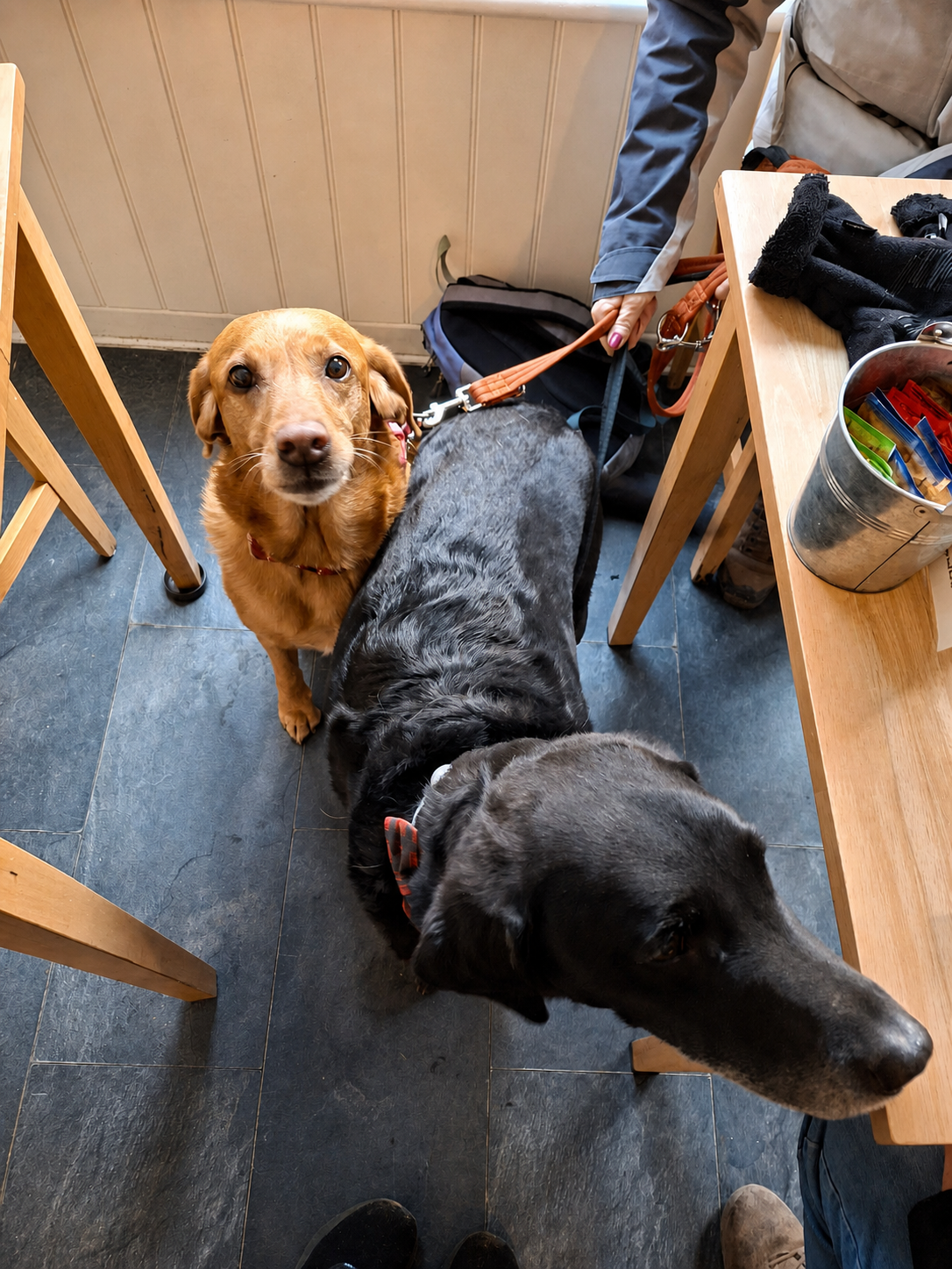 A calm café moment with a dog resting nearby